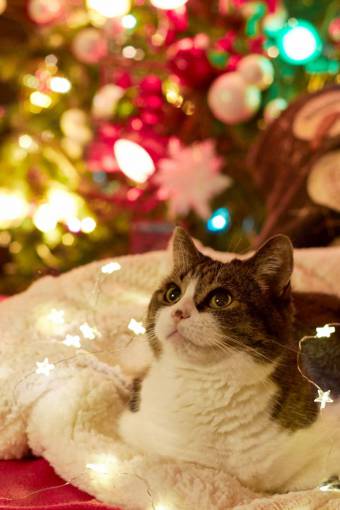 felino gato navidad mascota animal árbol vacaciones felino