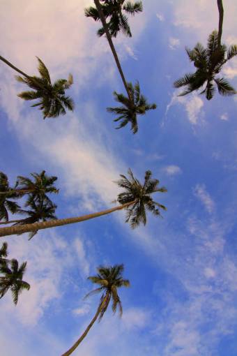 coconut  tree  nature  plant  green  leaves  blue