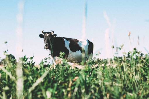 cow  animals  grass  farm  agriculture  summer  sunshine