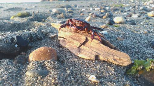 crab crab  animal  beach  shore  coast  stone  rock