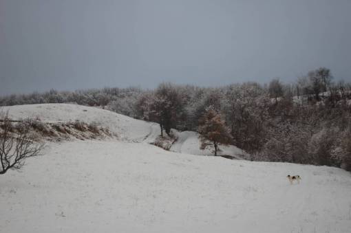 dog  pet  snow  winter  cold  ice  tree