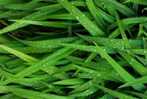 gotas de agua verde hierba lluvia mojado naturaleza
