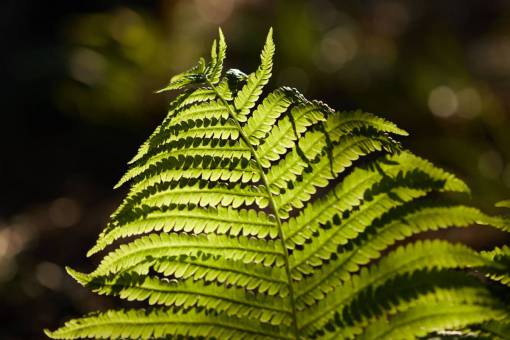 bosque tropical helecho verde botánica detalle hoja deja natural