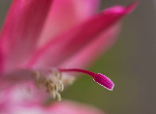 floral flor flor cerrar cactus flor macro naturaleza