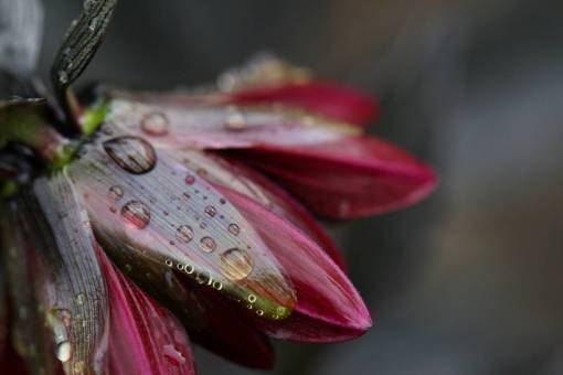 humedo flor, gotas de lluvia, húmedo, macro, primavera, pétalos