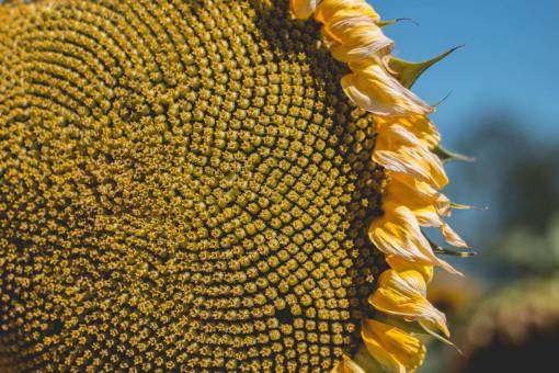 sunflower-sunset flower  sunflower  yellow  sun  sunny
