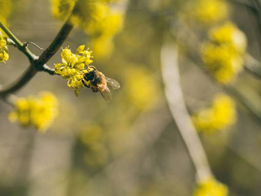 abejas flor amarillo pétalo florecer jardín planta naturaleza