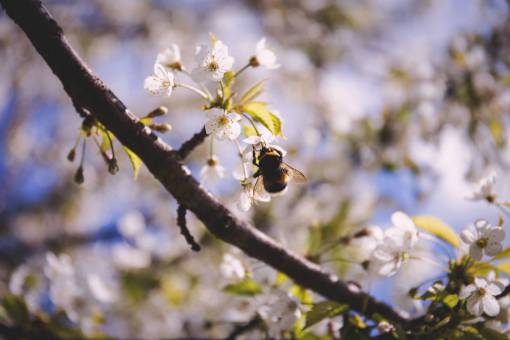 abejas flores naturaleza flores ramas pétalos blancos bokeh