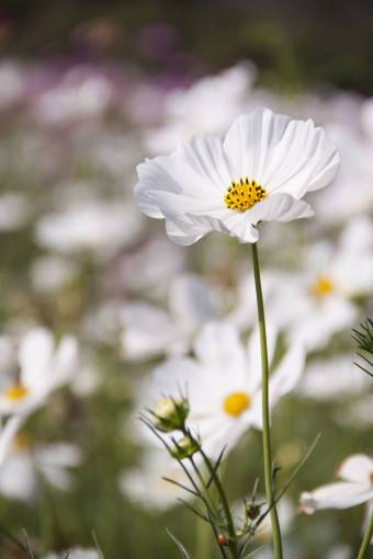 stalks flowers  nature  blossoms  field  bed  white  stems