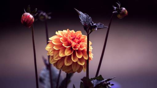 stalks flowers  nature  blossoms  stems  stalks  leaves  orange