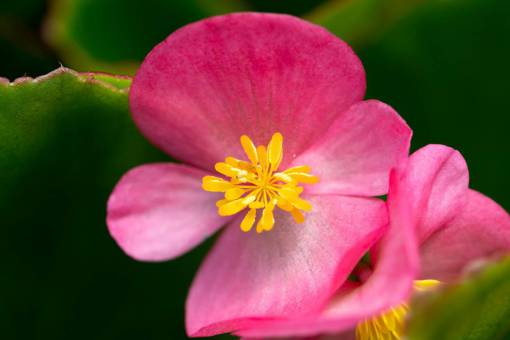 fresh  flowers  garden  macro  pink  petals  nature