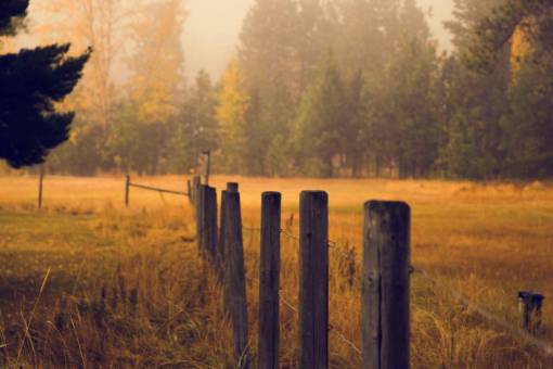 grass  nature  outdoor  trees  plant  field  farm