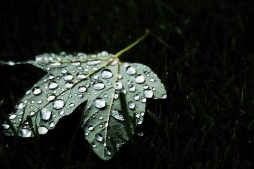 dew green  leaf  dew  nature
