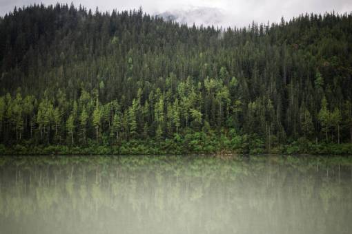 árvores verdes planta natureza floresta lago água