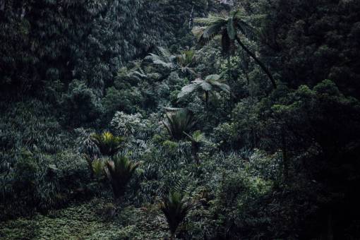 green  trees  plants  nature  landscape  forest  mountain
