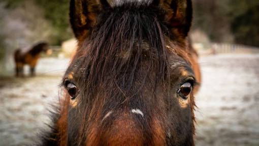 horse  portrait  face  eyes  animal  farm  ranch