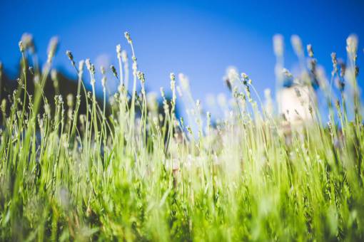 lavender  plants  green  grass  field  summer  sunshine