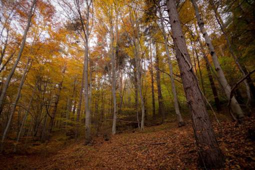 hoja otoño otoño árboles planta paisaje montaña
