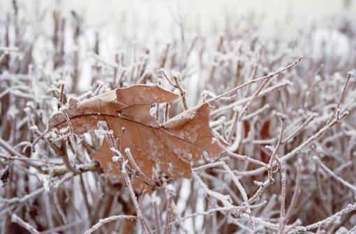 folhas de inverno folha grama neve fria inverno borrão