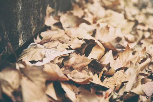 dried-food leaves  dried  autumn  fall  summer  nature  brown
