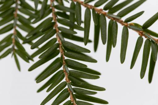 macro  tree  pine needles  tree branch  close up  nature  organic