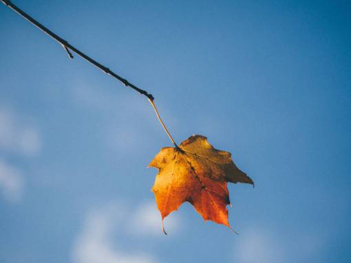maple maple leaf  autumn  fall  nature  sunshine  blue  sky
