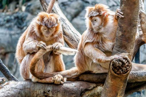 monk monkey  animal  pet  wildlife  tree  plant  nature