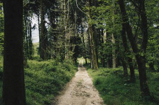 arbusto naturaleza bosques hierba arbustos árboles cielo camino