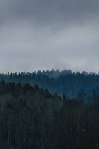 row nature  forests  trees  sky  clouds  horizon  rows