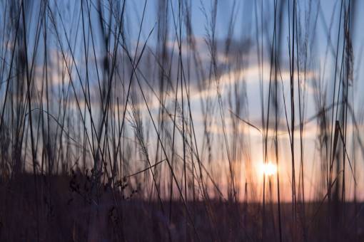 stalks nature  grass  stems  stalks  sway  outdoors  light