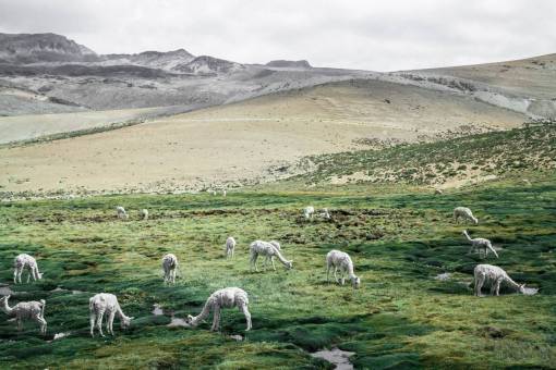 herbivore nature  landscape  animal  grass  herbivore  mountain  land