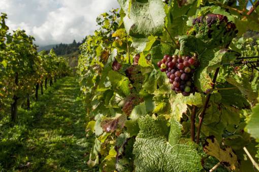 nature  landscape  green  farm  fruit  fresh leaves  grapes