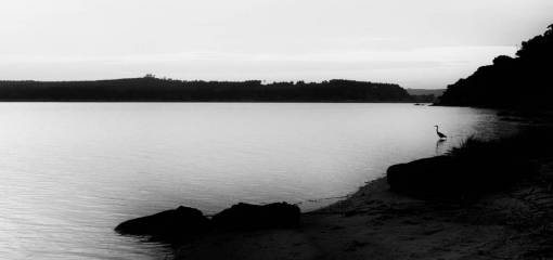 naturaleza paisaje agua río lago pato blanco y negro