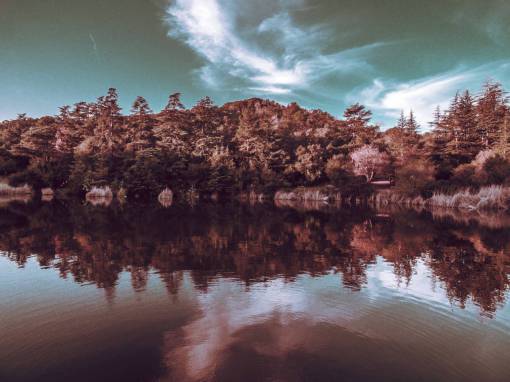 nature  landscape  water  river  lake  reflection  woods