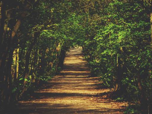 nature  landscape  woods  forest  trees  green  grass