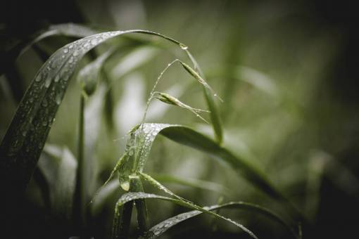 droplets nature  leaves  grass  rain  wet  droplets  still