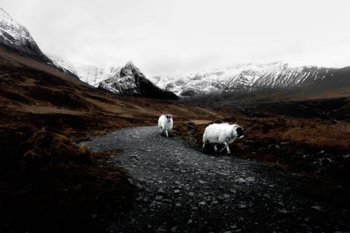 alpes naturaleza montañas nieve alpes accidentes geográficos animales cabras
