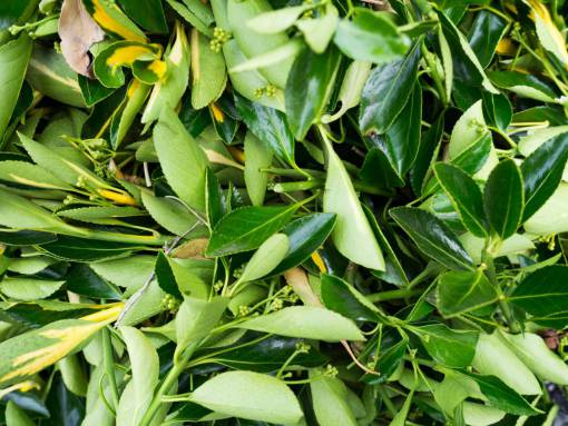 compras naturaleza plantas hojas tallos comprimidos verde