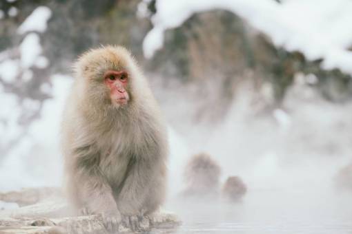 monk nature  snow  water  animals  monkey
