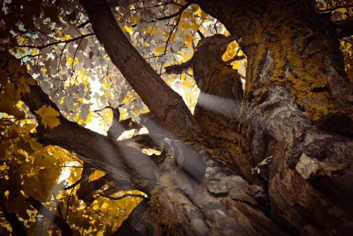 stem-cell nature  tree  plant  sun rays  sunshine  trunk  stem