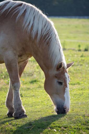 pierna pastos pastoreo campo equino sol rancho ecuestre