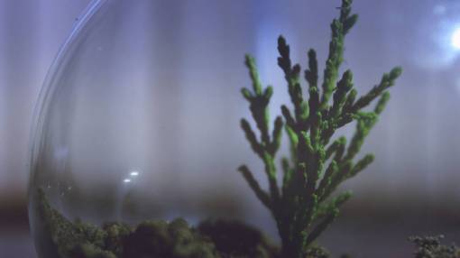 planta acuario pantalla recipiente de vidrio suelo pequeño