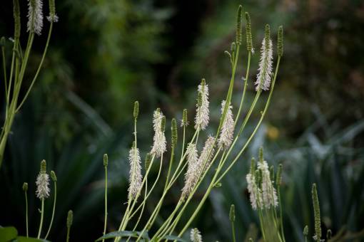 plants  flower  garden  white  green  bloom  outdoor
