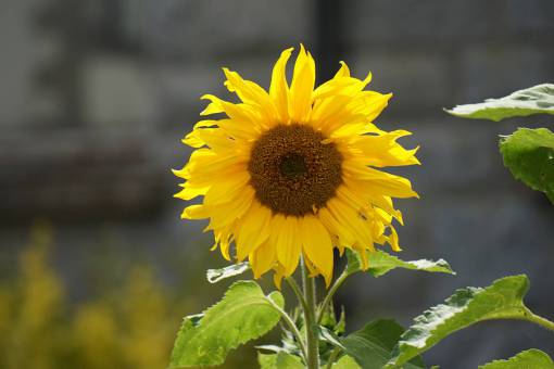 plants  flower  sunflower  bokeh  blur  decor  display