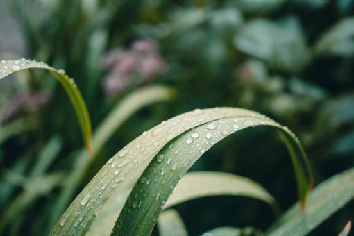plants  water  droplets  rain  nature  leaves  vegetation