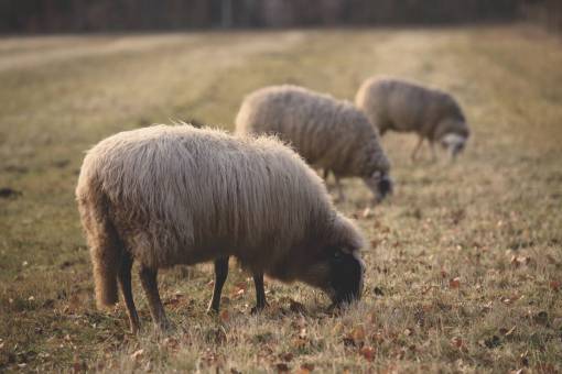 sheep sheep  animal  green  grass  farm  field  outdoor