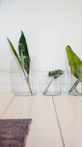 lush simple  plants  vase  indoors  decor  decoration  minimal