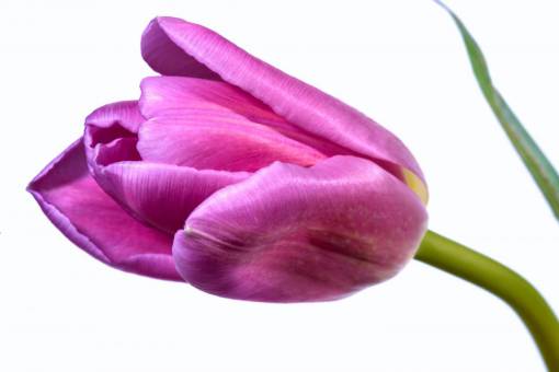tulip single  pink  tulip  flower  isolated  close up  petals