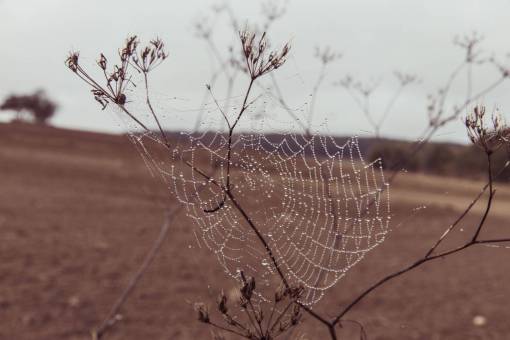 web tela de araña hierba mojado al aire libre naturaleza campo