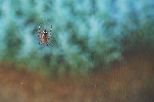 web tela de araña al aire libre inserto desenfoque